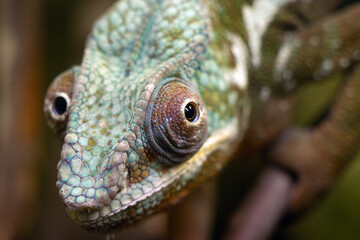 The panther chameleon (Furcifer pardalis), portrait of a colorful African chameleon.