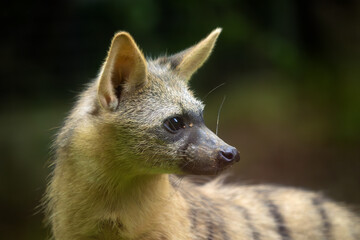 Obraz premium The aardwolf (Proteles cristatus), maanhaar-jackal, termite-eating hyena and civet hyena, portrait of a very rare small African mammal