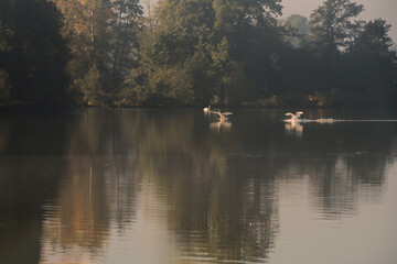 Piękny jesienny poranek nad wodą we mgle, tapeta tło.  © Elżbieta Kaps