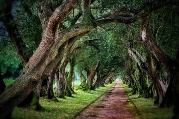 Paseo de los Olivos en el Pazo de Santa Cruz en Vedra, Galicia