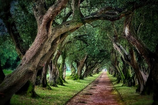 Paseo de los Olivos en el Pazo de Santa Cruz en Vedra, Galicia