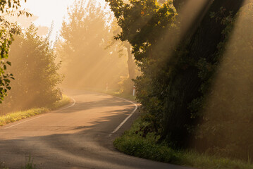  Droga w jesiennej mgle, słoneczny poranek Czechowice Dziedzice © Elżbieta Kaps