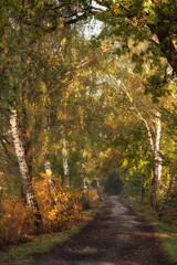 Jesienna droga z brzozami o poranku, tło tapeta. © Elżbieta Kaps