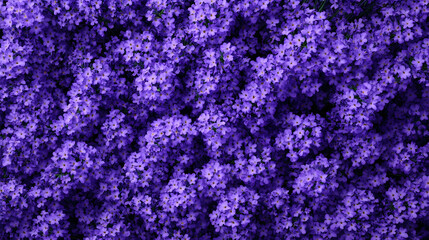 A close-up of purple lavender flowers covering the entire background with calming tones