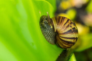 Snail on Lush Green Leaf