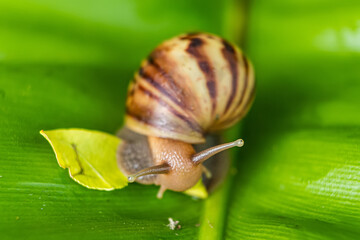 Snail on Lush Green Leaf