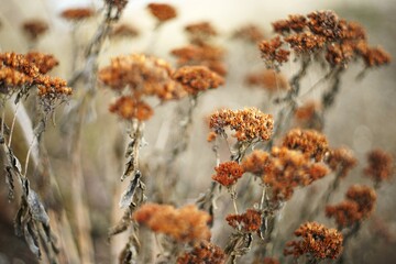 Dry brown bush flowers in autumn garden