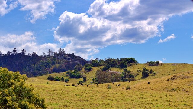 View to fields and hills with cows near Tilb Tilba NSW Australia