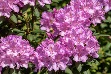 Pinke Blumen Blüten