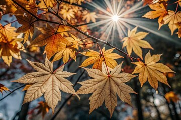 Beautiful autumn background with yellow trees and bright sun. Colorful foliage in the park. The frame is made of autumn leaves. Free space for text.