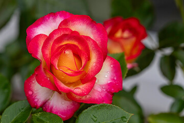 blüten, rote blume