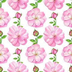Floral seamless pattern with tea pink roses. Watercolor illustration