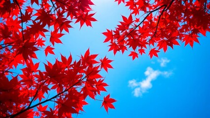 Vibrant red maple leaves contrast against a bright blue sky, creating a stunning natural display.