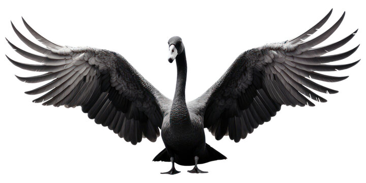 PNG Swan cormorant animal goose.