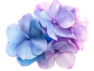 Obraz premium 2408 75.A vivid hydrangea flower, its petals blending from light blue to lavender, isolated on a white background. The intricate details of the flower's texture and shape are captured clearly, with a