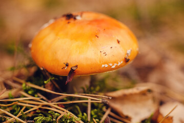 edible mushroom with orange cap in autumn forest