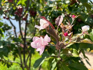 apple tree with miniature little paradise apples with a branch blooming with white flowers for the second time due to the abnormally hot summer