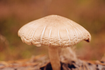 white inedible poisonous mushroom in autumn forest