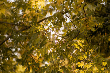 autumn atmosphere in the park, fallen dry leaves in october