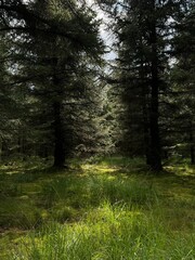 Obraz premium path in the woods