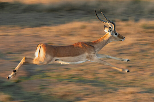 male Impala in the wild