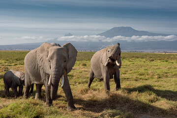 Several African elephants in front of the Kilimanjaro