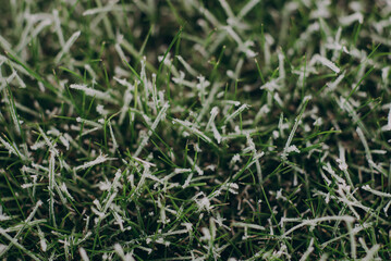 first frost on the grass, frost on green leaves, cold November