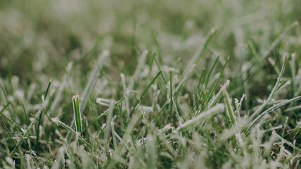 first frost on the grass, frost on green leaves, cold November