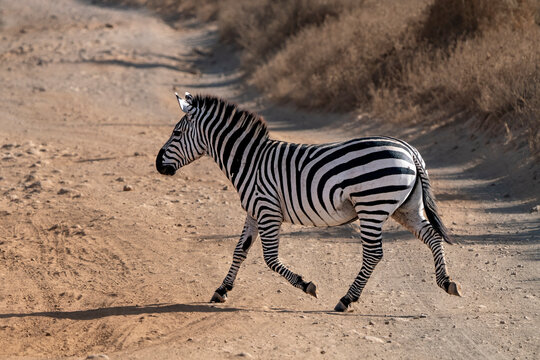 Lone zebra crossing the track