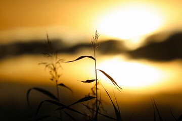sunset in the field