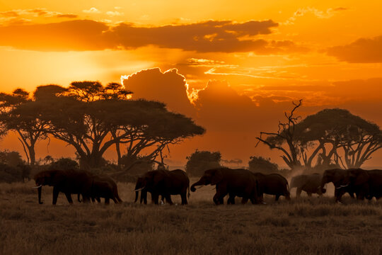 A herd of elephants in the dusty sunset of Amboseli National Park, Kenya