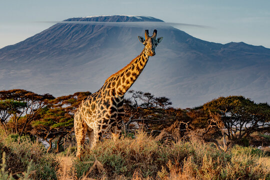 Fototapeta A lone giraffe in front of the Kilimanjaro