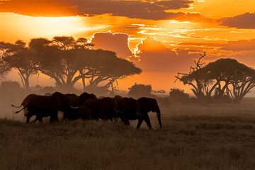 A herd of elephants in the dusty sunset of Amboseli National Park, Kenya