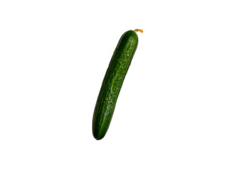 One Cucumber on a white background.