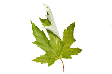 Natural autumn maple leaf close up on a white background