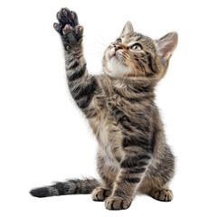 Obraz premium Energetic Kitten Displaying Playful Charm and Lively Spirit Isolated on Transparent Background