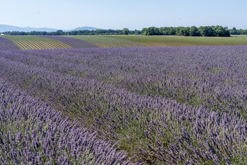 Frankreich, Lavendelfeld