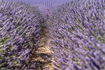 Frankreich, Lavendel