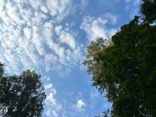  view of white clouds in blue sky against green crowns of maple trees in last summer days of August...