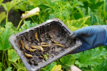 the hand of a farmer's woman in rubber work gloves holds a box with harvested slugs, crop pests, against the background of a vegetable patch on a garden plot in summer