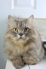 Close Up Grey Orange Mix Breed Persian Cat