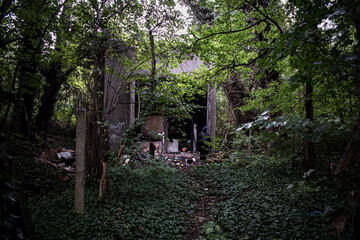 the forest in the woods