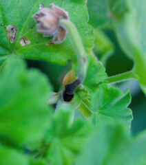 Selective drone on geranium stem affected by lycaenid larvae or Cacyreus marshalli