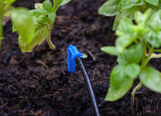 Drip irrigation system watering basil plant in the garden