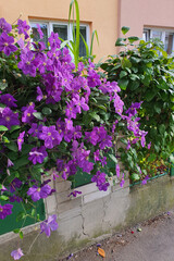 Fototapeta premium Lush purple clematis flowers on wall of residential home