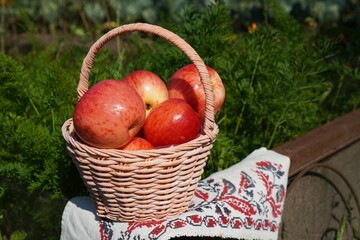 autumn with a fruity still life with red ripe apples lying on a vintage linen napkin near a wicker basket standing on the grass in a garden plot