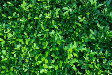 green leaves wall background, leaf wall nature background