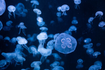 jellyfish at aquarium, dangerous animals