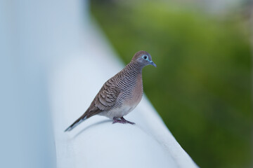 Dove at the fence