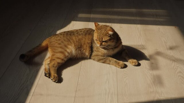 A playful orange cat stretches lazily in a circle of sunlight streaming through the window, enjoying the warm rays.